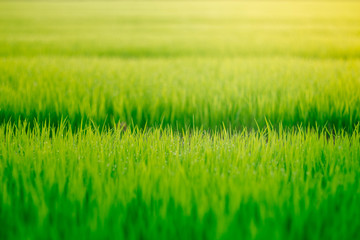 Green grass is growing