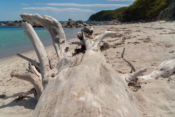 Large old tree trunk washed up by the sea on empty sand beach on sunny day