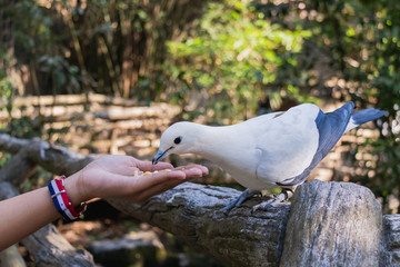 The Pied imperial pigeon (Ducula bicolor) is standing on wood fence and looking at some foods, in the Open Zoo, Chonburi, Thailand.