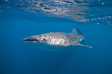 Whale shark swimming close to the surface