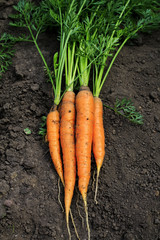 delicious ripe orange carrot lays in a bunch in a vegetable garden pulled out of the ground on a...