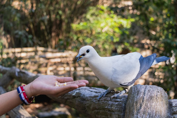 The Pied imperial pigeon (Ducula bicolor) is standing on wood fence and eating some foods, in the Open Zoo, Chonburi, Thailand.