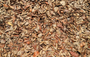 Falling brown leaves on the ground as natural art background. 