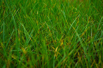  green graas. Close-up