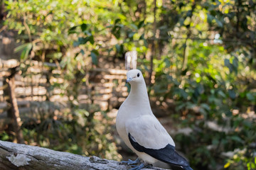 The Pied imperial pigeon (Ducula bicolor) is standing on wood fence and looking at something, in the Open Zoo, Chonburi, Thailand.