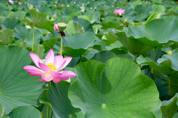 雨上がりの夏の午前中に花を開く蓮の花