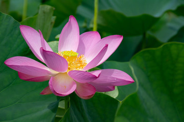 雨上がりの夏の午前中に花を開く蓮の花