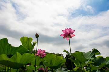 夏の午前中に花を開く蓮の花を下から見上げた風景