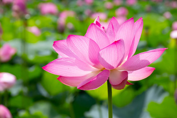 雨上がりの夏の午前中に花を開く蓮の花