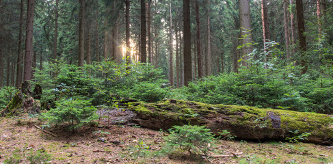 Wald, Totholz