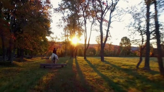 Drone follows horse rider over jumps in scenic wooded setting.