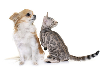 silver bengal kitten and chihuahua