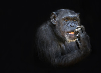 Portrait of Chimpanzee  on black background.