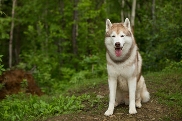 Portrait of gorgeous beige and white Siberian Husky dog sitting on the path in the green forest