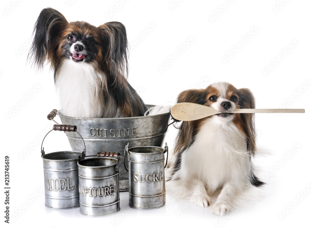 Sticker papillon dogs cooking