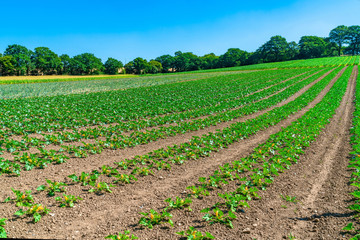 View of English countryside with courgettes plants growing in the field in Middlesex, UK