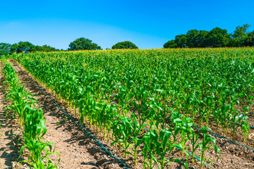 Fototapeta na wymiar Corn plants grwoing on a field in Middlesex, UK