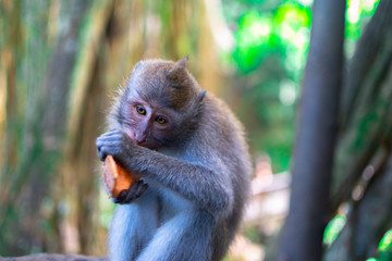monkey eating at the monkey forrest in Ubud, bali