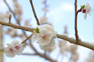 Siberian, blooming Sakura after the snow