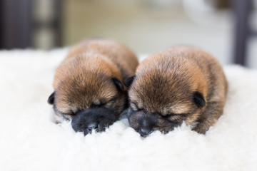 Close-up portrait of two cute newborn Shiba Inu puppies sleeping on the blanket.