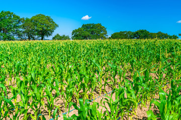 Corn plants grwoing on the field in Middlesex, UK