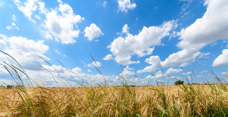Milder Spätsommer im Schwabenland: Weizenfelder, Ernte, Getreide, blauer Himmel, Landwirtschaft,...