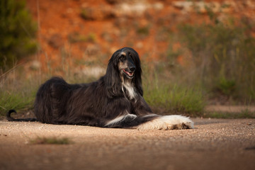 stylish dog breed Afghan hound posing while lying