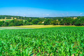 View of English countryside with corn plants growing in the field in Middlesex, UK