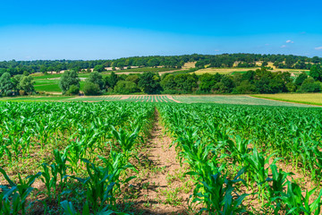 Fototapeta na wymiar View of English countryside with corn plants growing in the field in Middlesex, UK