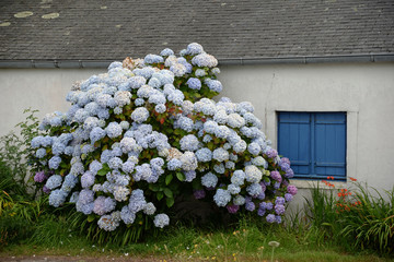 Hortensien an einem Haus