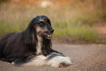 Fototapeta premium stylish dog breed Afghan hound posing while lying
