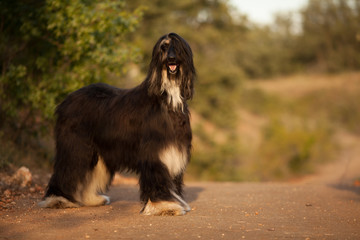 stylish dog breed Afghan hound stands in nature
