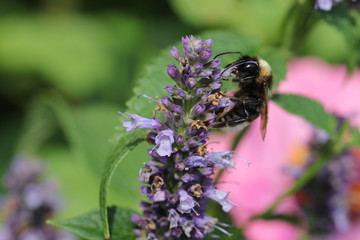 nur noch selten zu sehen - kleine Wiesenhummel beim Pollensammeln auf einer lila Duftnessel
