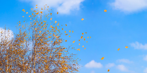 fallendes herbstlaub vor blauem himmel