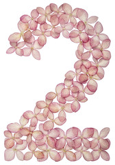Arabic numeral 2, two, from flowers of hydrangea, isolated on white background
