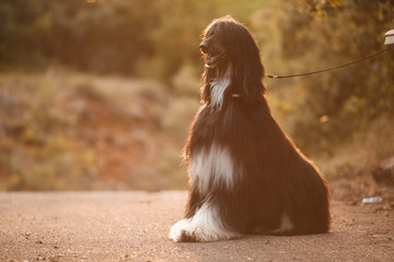 beautiful dog breed Afghan hound at sunset