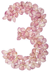 Arabic numeral 3, three, from flowers of hydrangea, isolated on white background