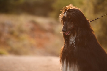beautiful dog breed Afghan hound at sunset