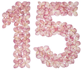 Arabic numeral 15, fifteen, from flowers of hydrangea, isolated on white background