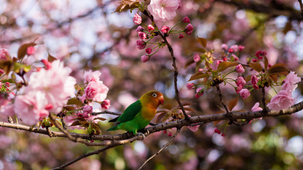 Obraz premium Bird 