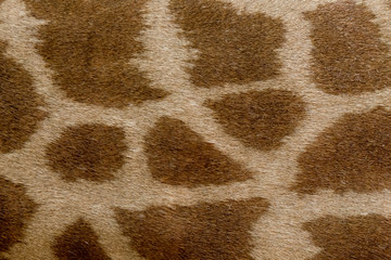 Giraffe skin pattern. Giraffe fur close-up. Animal natural leather background.