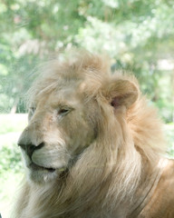 Close up face of white lion in the zoo.