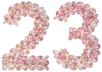 Arabic numeral 23, twenty three, from flowers of hydrangea, isolated on white background