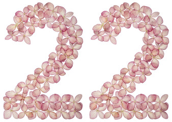 Arabic numeral 22, twenty two, from flowers of hydrangea, isolated on white background