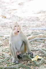 A macaca monkey eating banana on ground at the zoo.