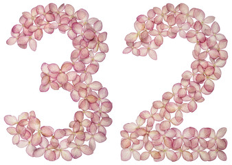 Arabic numeral 32, thirty two, from flowers of hydrangea, isolated on white background