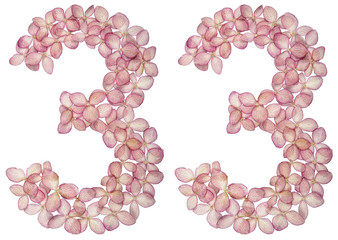 Arabic numeral 33, thirty three, from flowers of hydrangea, isolated on white background