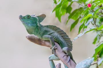 Plumed basilisk