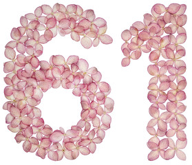 Arabic numeral 61, sixty one, from flowers of hydrangea, isolated on white background