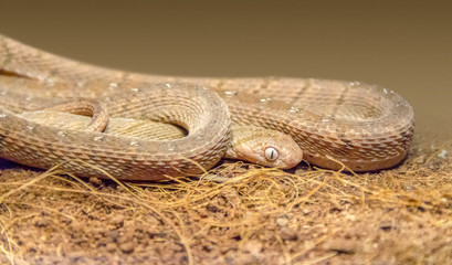 african egg-eating snake